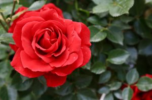 In memoriam Maarten Pieters