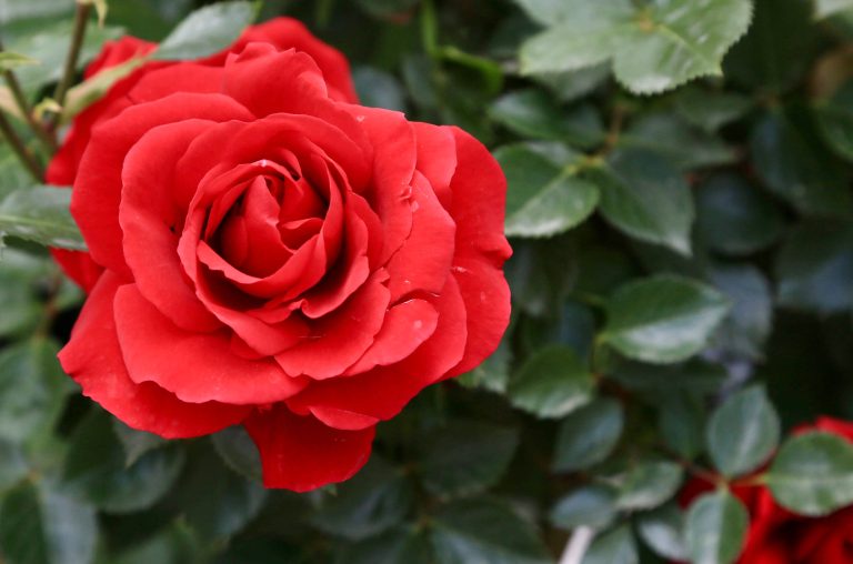 In memoriam Maarten Pieters